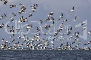 migration of pelicans