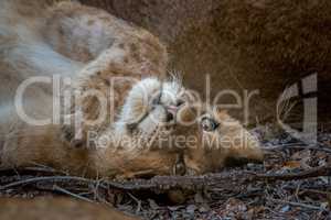 Young Lion cub starring on his back.