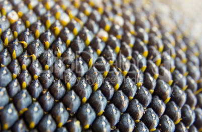 close-up view of sunflower seeds