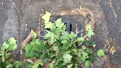 Leaves on a manhole