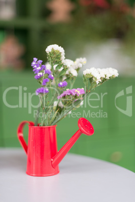 Plants in a red watering can