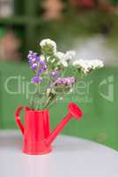 Plants in a red watering can