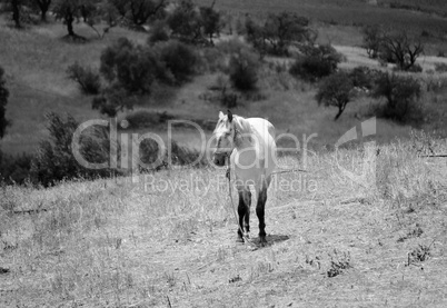 White horse in the olive grove