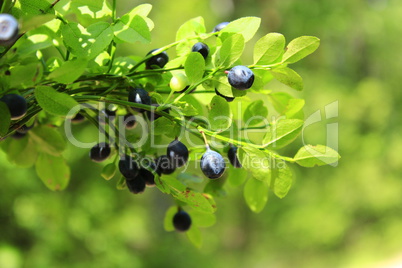 berries of bilberry in the forest