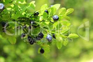 berries of bilberry in the forest