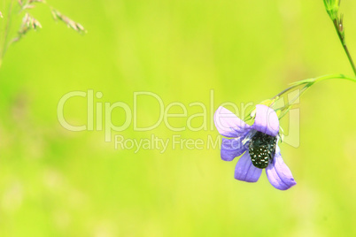 beetle in flower of Campanula patula