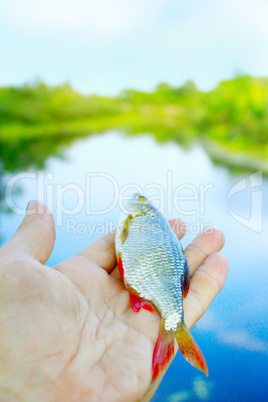 rudd laying in the hand