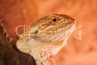 Portrait einer Bartagame - Der durchdringende Blick eines Reptils