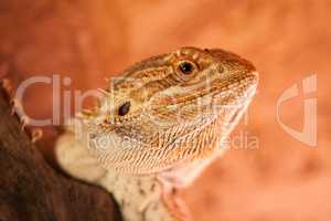 Portrait einer Bartagame - Der durchdringende Blick eines Reptils
