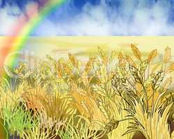 Rainbow Over Wheat Field in Summer Day