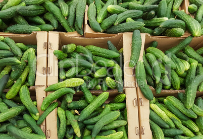 green cucumbers in boxes