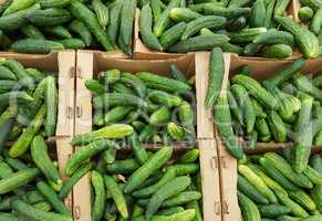 green cucumbers in boxes