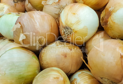 Fresh onions in the market