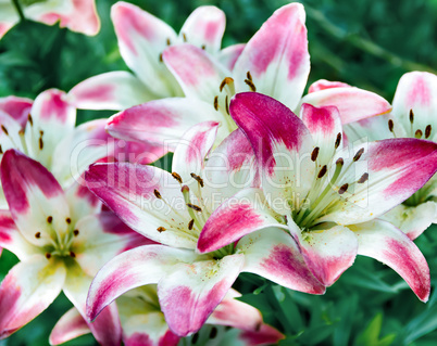 Beautiful flower colorful pink lilies