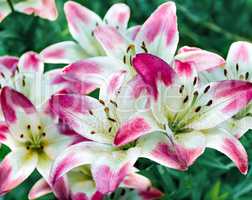 Beautiful flower colorful pink lilies
