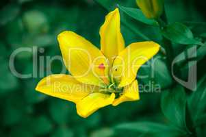Beautiful flower yellow lilies