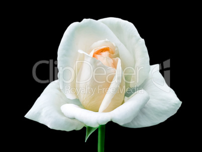 Single white rose on a black