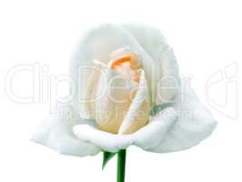 Single white rose