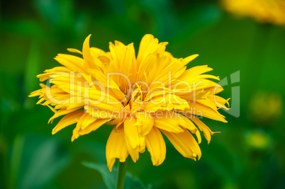 Yellow flower on a green background