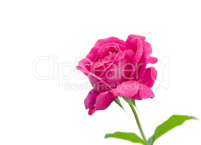 Pink rose isolated on white