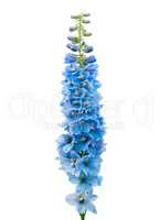 Blue delphinium flower isolated on white