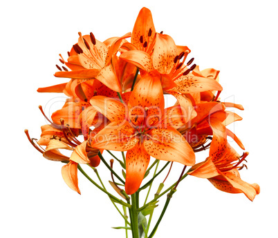 Orange lily flowers isolated on white