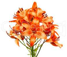 Orange lily flowers isolated on white