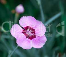 Wild pink carnation on natural