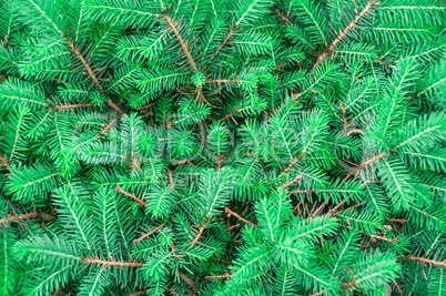 background of green fir branches