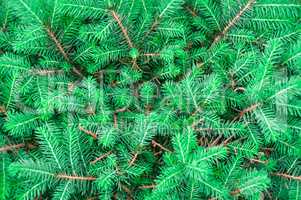 background of green fir branches