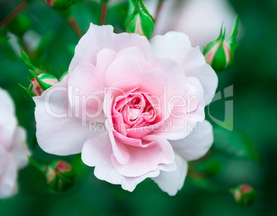 Flower pink rose on natural background