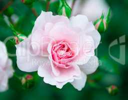 Flower pink rose on natural background