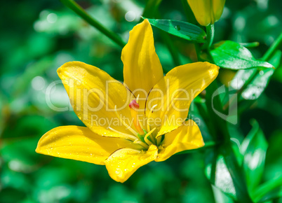 Beautiful flower yellow lilies