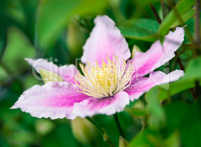 Clematis flower on natural