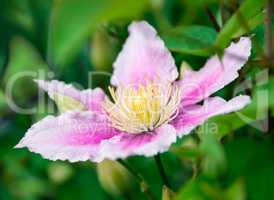 Clematis flower on natural