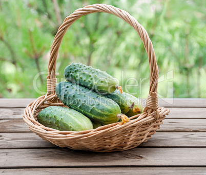 Cucumbers in a basket on  background of nature
