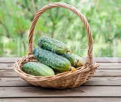 Cucumbers in a basket on  background of nature