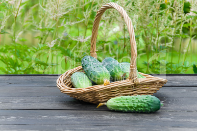 Cucumbers in a basket