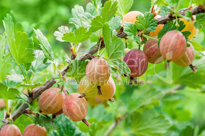 Gooseberry. Fresh and ripe  berries gooseberries on branch gowin