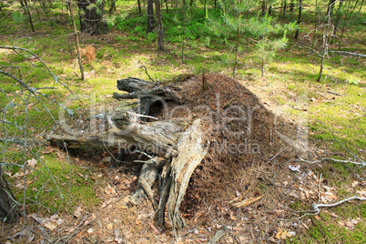 big ant hill and stump in the forest