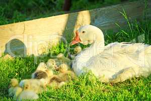 goose with its goslings on the grass