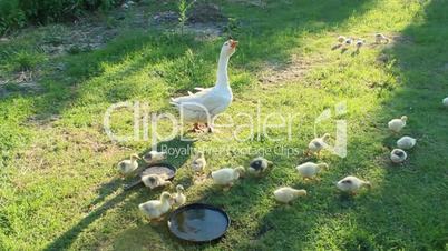 goslings with parents on the grass