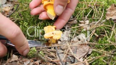 hand with knife cutting off small Chanterelle