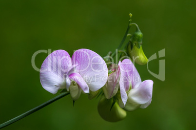 Erbsenblüten