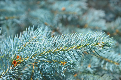Branch of blue spruce in summertime