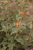 Small orange flowers of Apricot Mallow