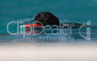 Black Labrador retriever