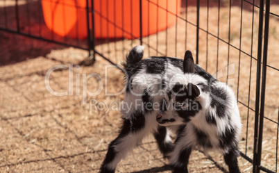 Black and white baby Nigerian dwarf goat