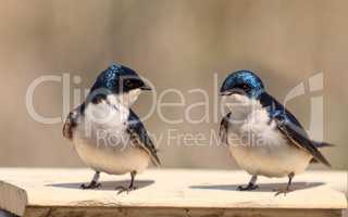 Blue Tree swallow birds