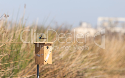 Blue Tree swallow birds